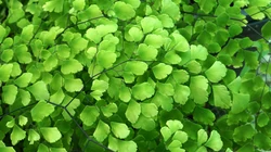 小清新绿色壁纸，小嫩芽，树叶，荷叶，草，养眼绿色植物壁纸图片
