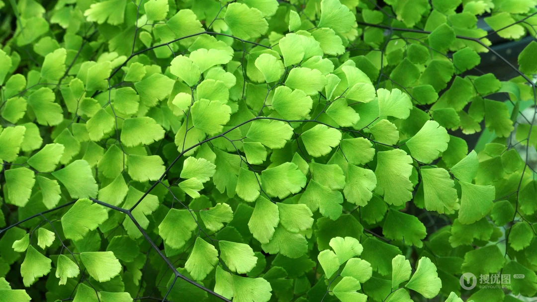 小清新绿色壁纸，小嫩芽，树叶，荷叶，草，养眼绿色植物壁纸图片