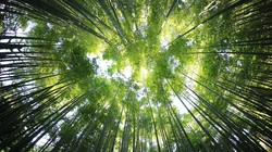 竹林，竹子，竹叶 壁纸 小清新，养眼，绿色，2024年4月日历桌面壁纸图片