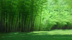 竹林，竹子，竹叶 壁纸 小清新，养眼，绿色，2024年4月日历桌面壁纸图片