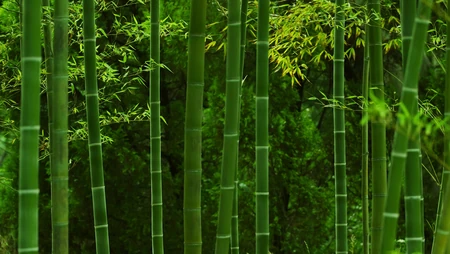 竹林，竹子，竹叶 壁纸 小清新，养眼，绿色，2024年4月日历桌面壁纸图片