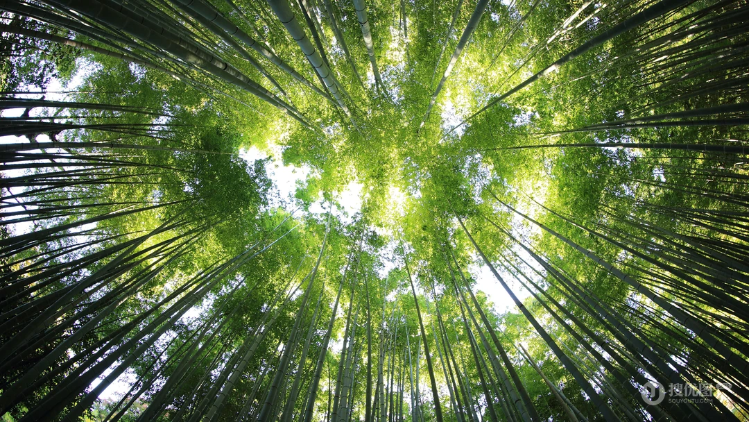 竹林，竹子，竹叶 壁纸 小清新，养眼，绿色，2024年4月日历桌面壁纸图片