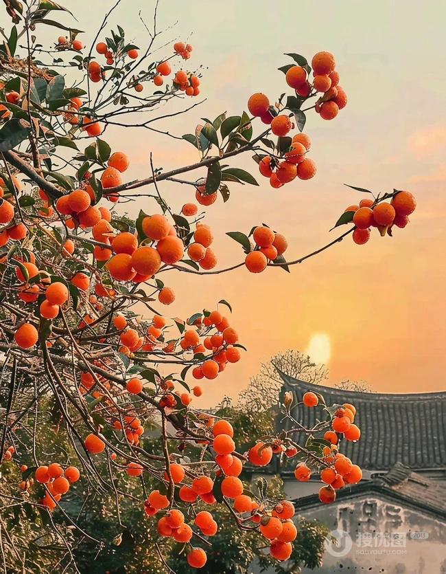 夕阳下，古城间，橘色的温柔 挂满枝头的成熟橘子唯美背景图片 第1张