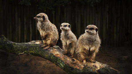 三只可爱狐獴站立在树干上的动物写真