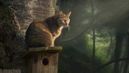 林间晨雾狸花猫休憩于木质鸟屋顶部