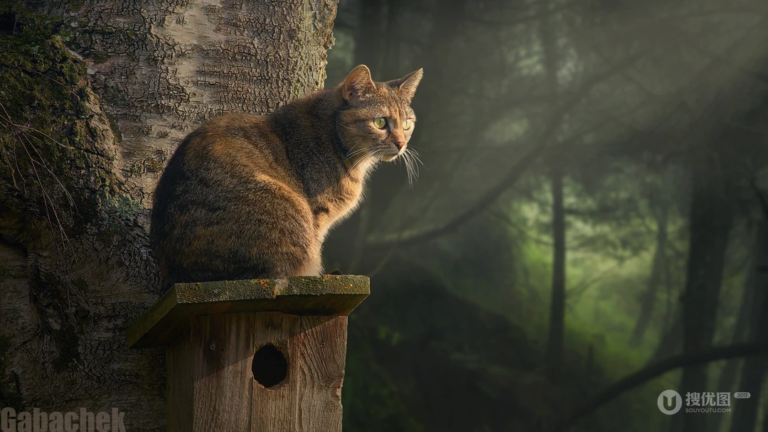 林间晨雾狸花猫休憩于木质鸟屋顶部