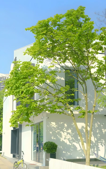 晴朗天气下的白色独栋现代建筑街景