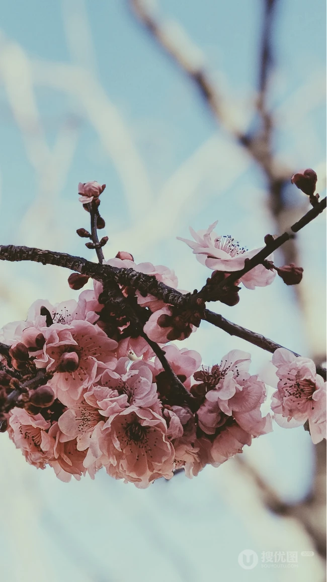 春日唯美粉色樱花特写系列摄影图片