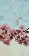春日唯美粉色樱花特写系列摄影图片