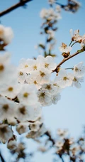 春日白色樱花花枝清新特写系列图片