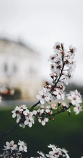 春日白色樱花花枝清新特写系列图片