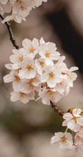 春日白色樱花花枝清新特写系列图片