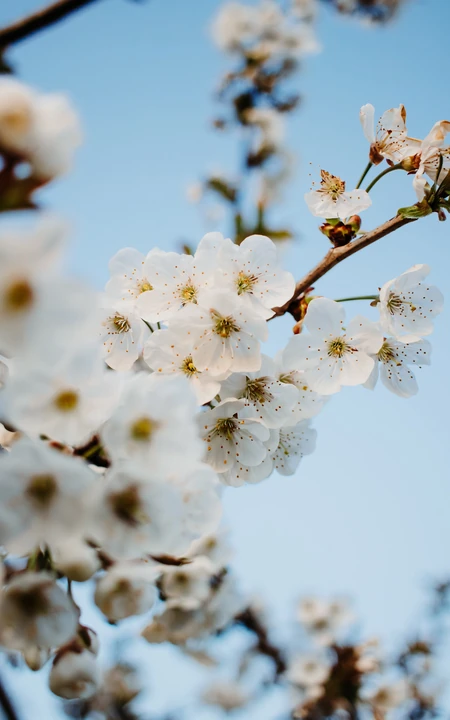 春日白色樱花花枝清新特写系列图片