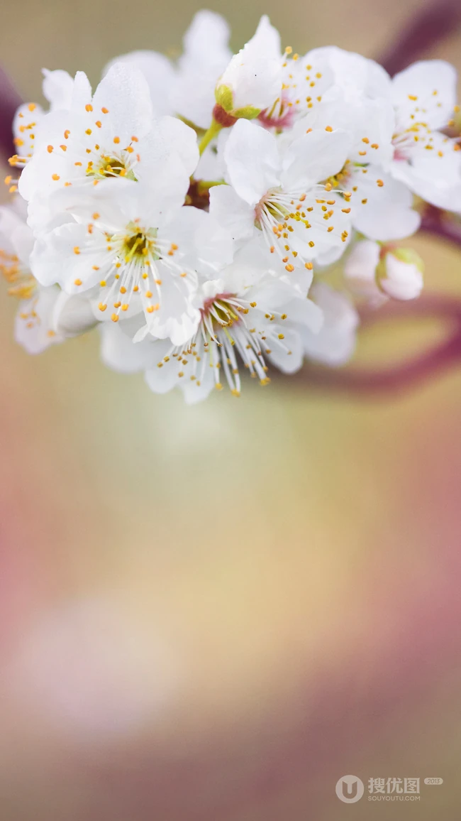 春日白色樱花花枝清新特写系列图片