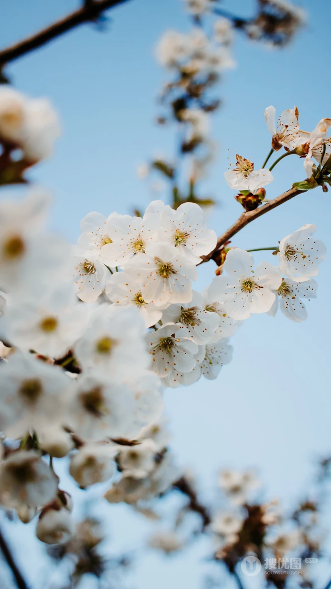春日白色樱花花枝清新特写系列图片