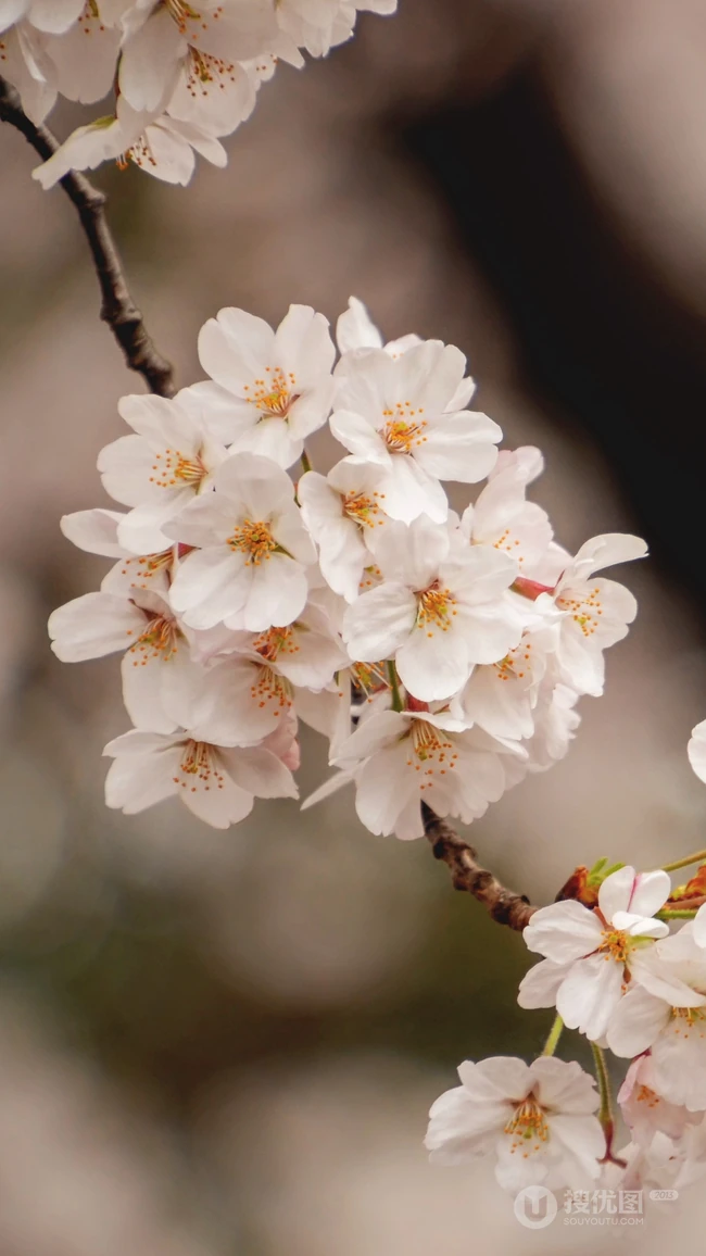 春日白色樱花花枝清新特写系列图片