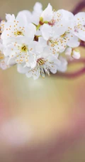 春日白色樱花花枝清新特写系列图片