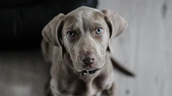 不同品种宠物犬高清实拍组图