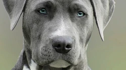 不同品种宠物犬高清实拍组图