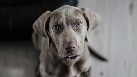 不同品种宠物犬高清实拍组图