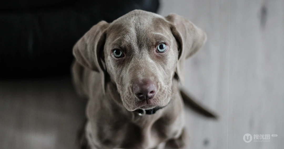 不同品种宠物犬高清实拍组图