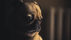 可爱巴哥与法斗犬萌态日常系列图片