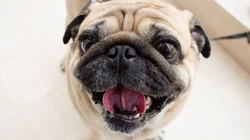 可爱巴哥与法斗犬萌态日常系列图片