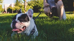 可爱巴哥与法斗犬萌态日常系列图片