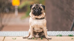 可爱巴哥与法斗犬萌态日常系列图片