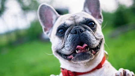 可爱巴哥与法斗犬萌态日常系列图片
