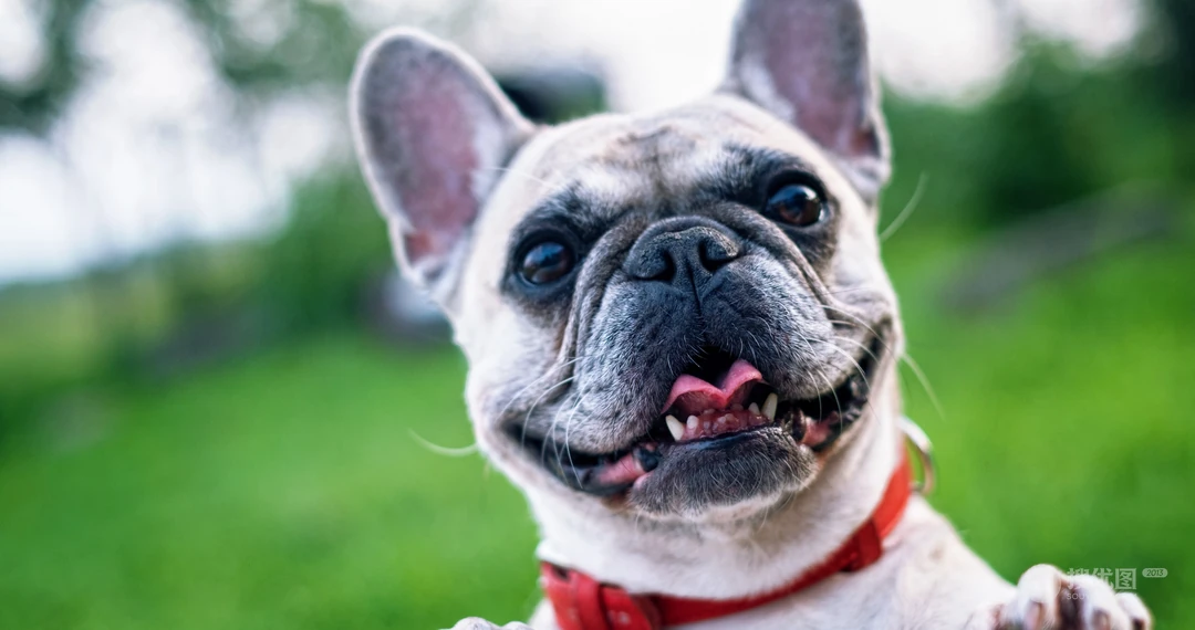 可爱巴哥与法斗犬萌态日常系列图片