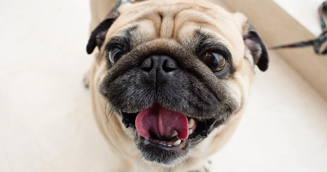可爱巴哥与法斗犬萌态日常系列图片