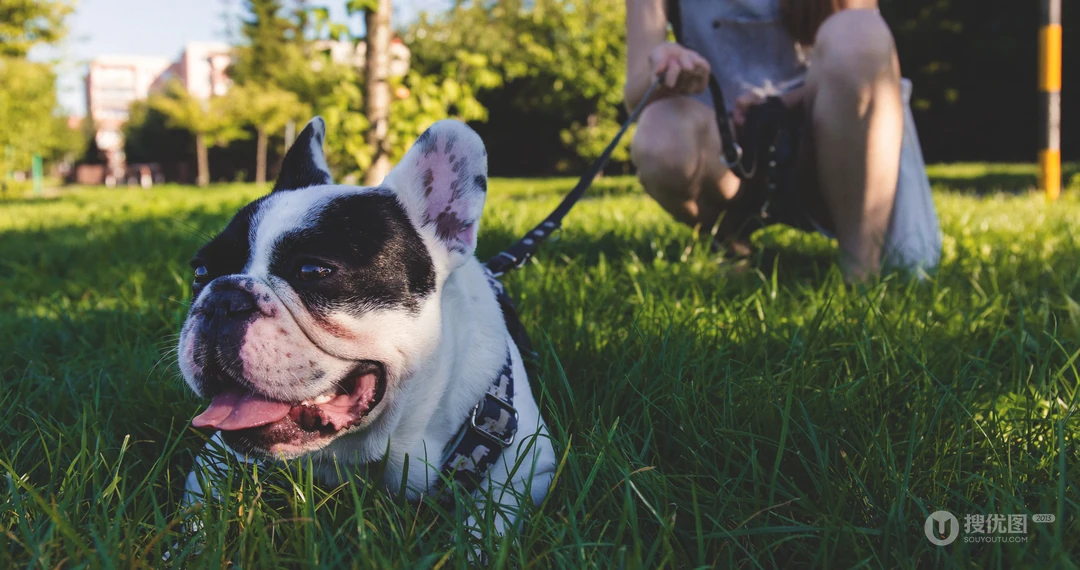 可爱巴哥与法斗犬萌态日常系列图片