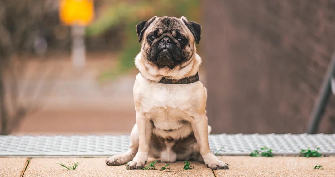 可爱巴哥与法斗犬萌态日常系列图片