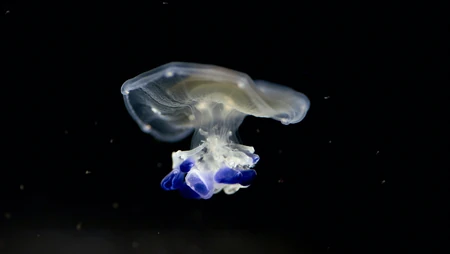 深海中半透明蓝紫色水母浮游特写