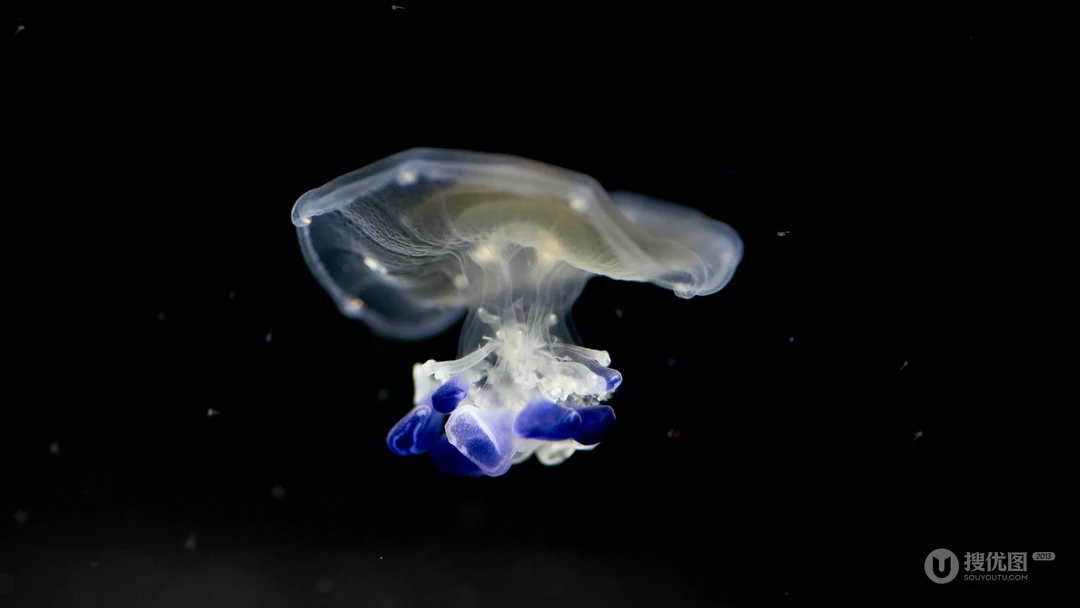 深海中半透明蓝紫色水母浮游特写