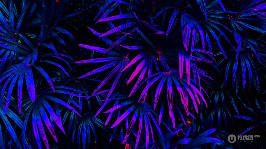 夜幕下的蕨类植物壁纸图片