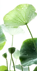 小清新绿色荷叶，荷花，莲蓬，露珠 唯美手机壁纸图片