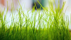 绿草，天空，植物，绿色，养眼小清新绿色壁纸套图图集