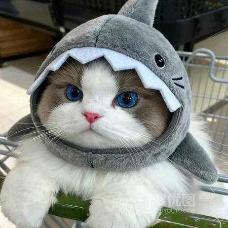 软萌可爱猫咪趣味日常萌宠头像合集