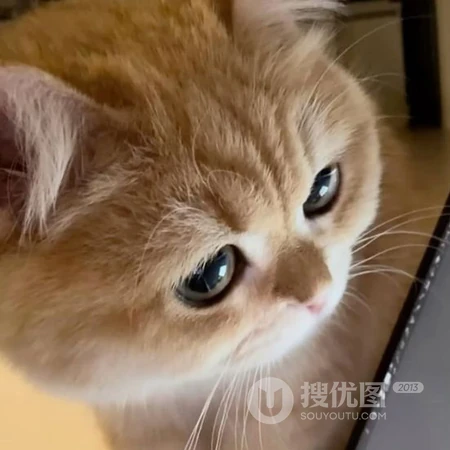 软萌可爱猫咪趣味日常萌宠头像合集