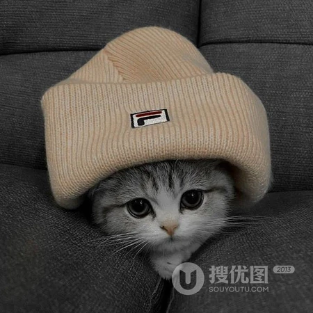 软萌可爱猫咪趣味日常萌宠头像合集