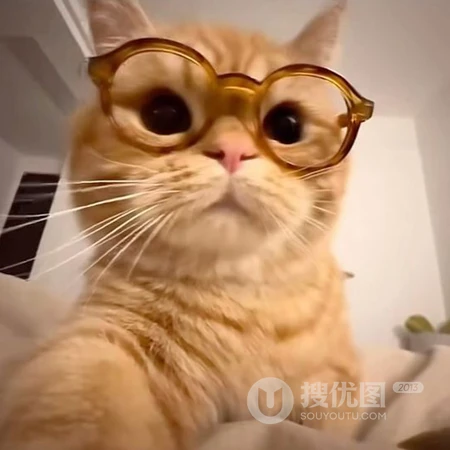软萌可爱猫咪趣味日常萌宠头像合集