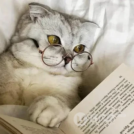 软萌可爱猫咪趣味日常萌宠头像合集