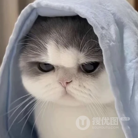 软萌可爱猫咪趣味日常萌宠头像合集