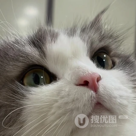 软萌可爱猫咪趣味日常萌宠头像合集