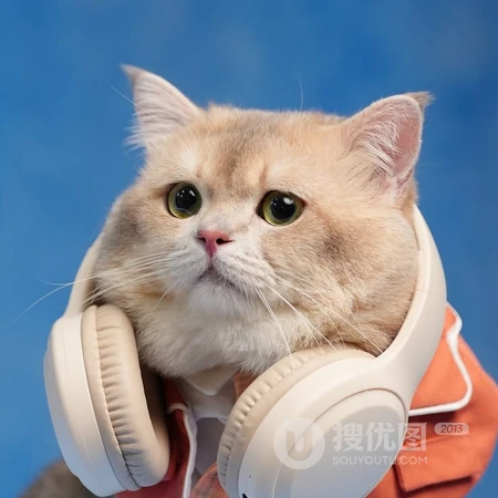 软萌可爱猫咪趣味日常萌宠头像合集