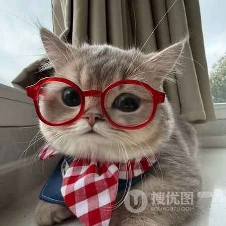 软萌可爱猫咪趣味日常萌宠头像合集