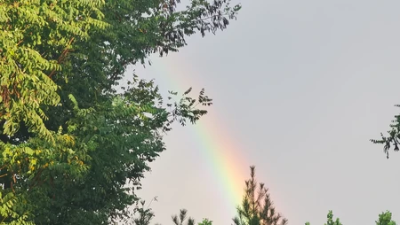 雨后晴空绿植间隙清新彩虹自然风景壁纸