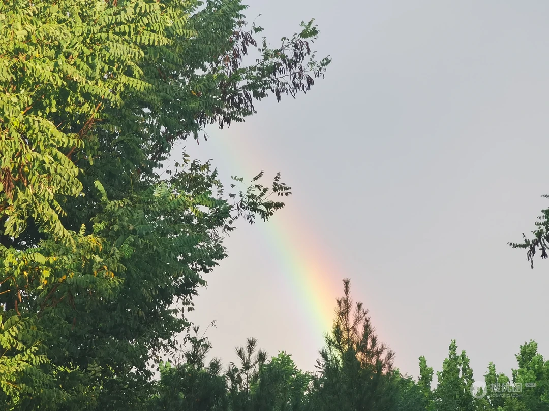 雨后晴空绿植间隙清新彩虹自然风景壁纸